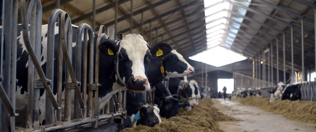 Cows in a cow farm agriculture environment category